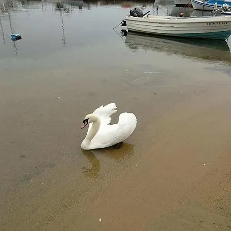 Gorgona アパート *