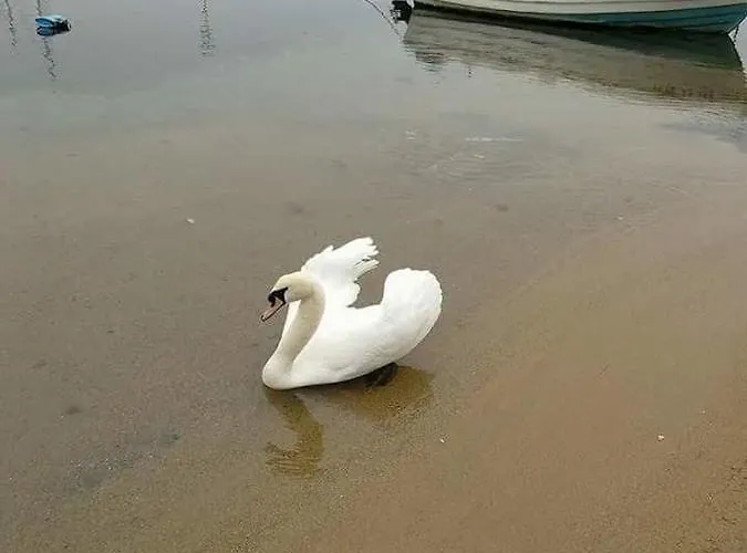 Gorgona Studios Lägenhet *